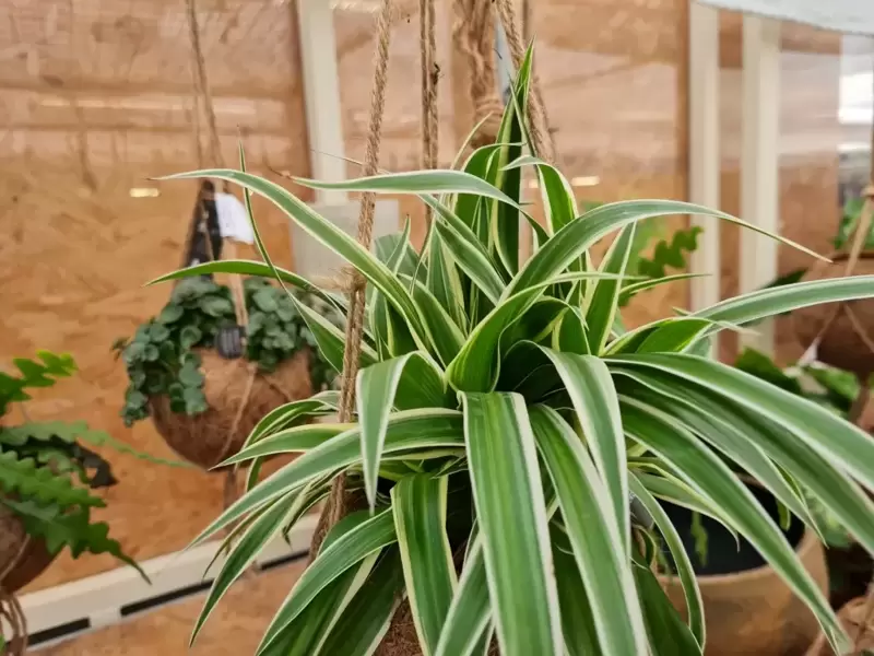 5 Beautiful Indoor Hanging Plants