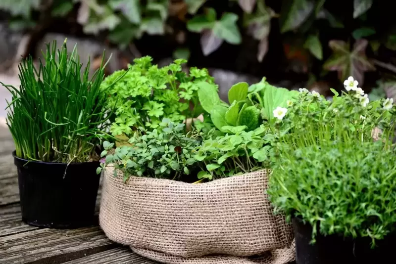 5 Easy Herbs to Grow
