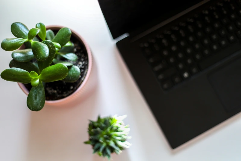 5 Great Houseplants for the Office