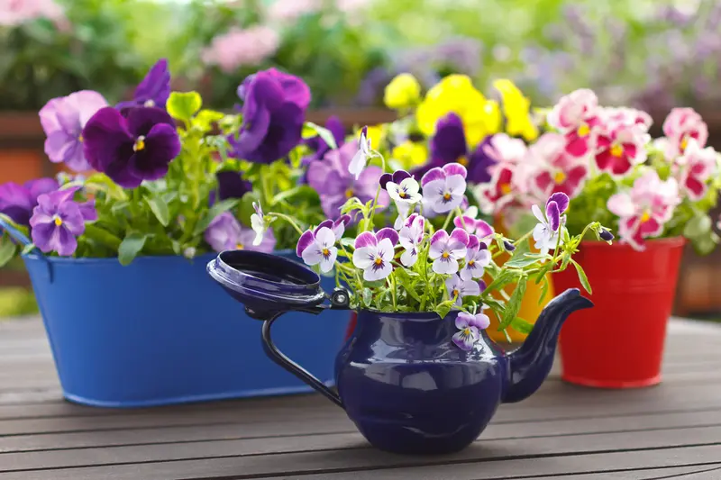 5 Fantastic Plants for Spring Pots