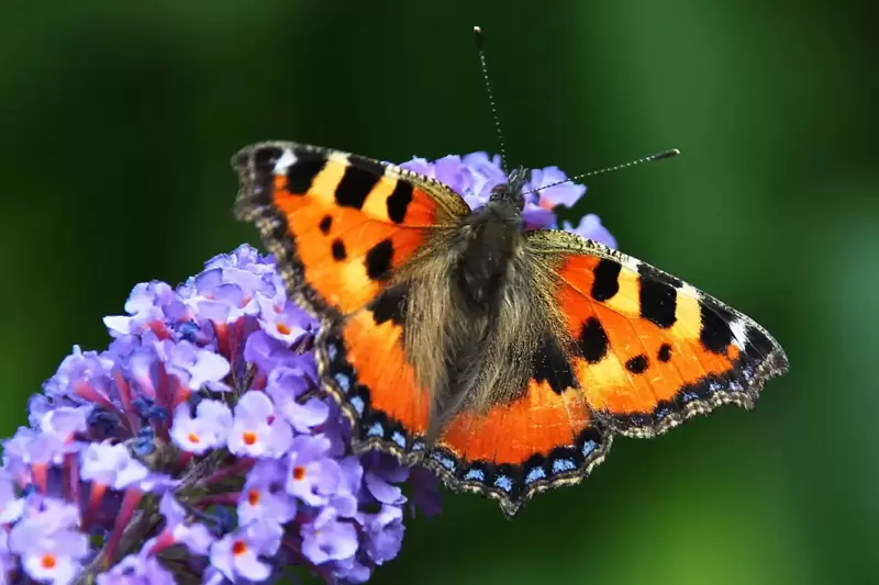 Buddleja, pulmonaria and heather are among the top plants for wildlife