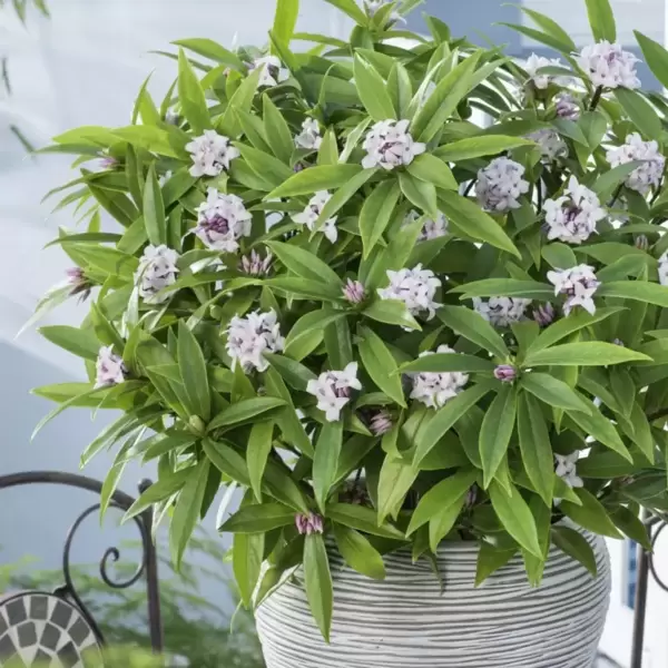 Daphne 'Perfume Princess' ™ is not just any ordinary Daphne!