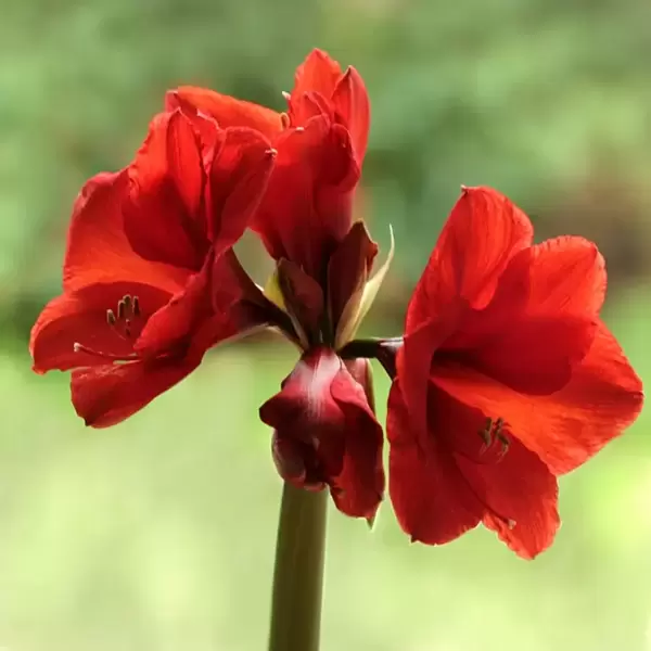 Facts about Amaryllis