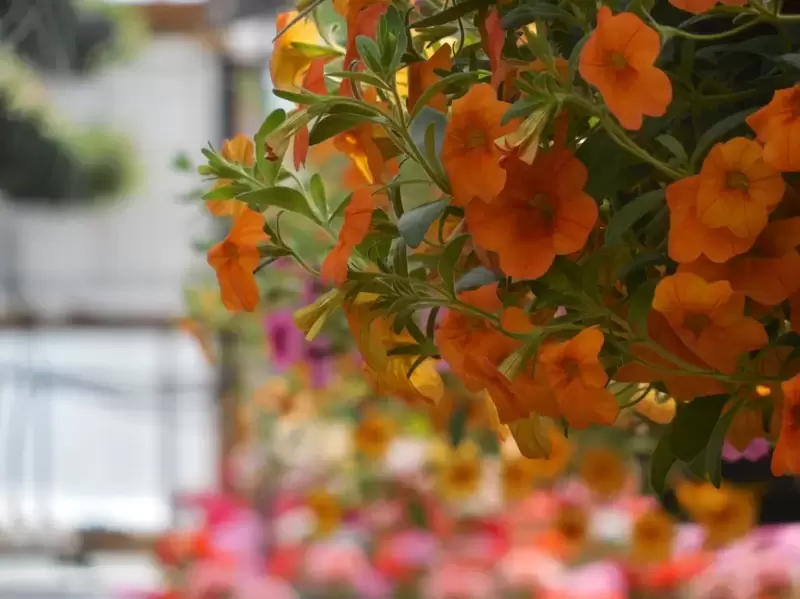 How to Care for Your Hanging Basket