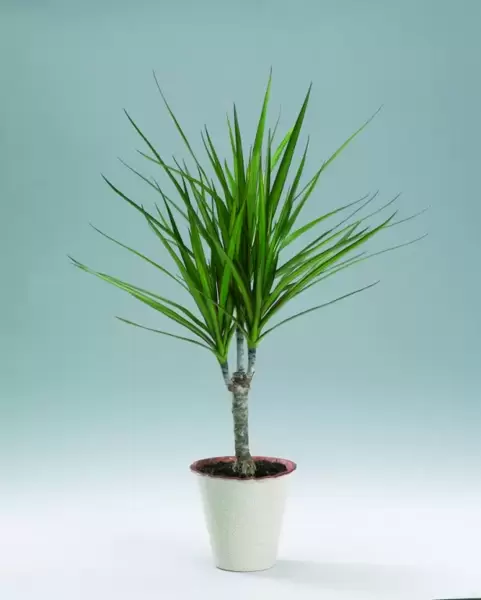 Plant of the Week: Dracaena