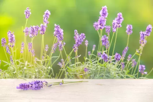 Plant of the week: Lavender