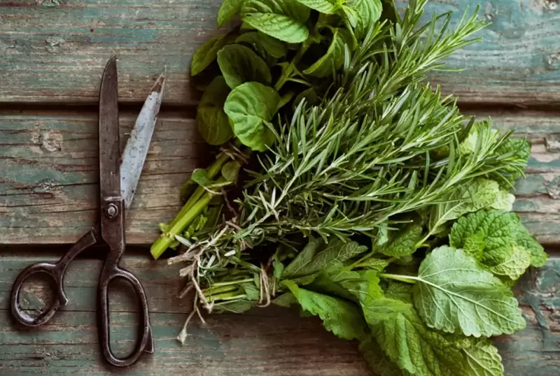 Right now is the perfect time to pick herbs