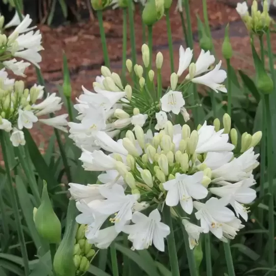 Agapanthus Everpanthus 'Ever White' - image 2