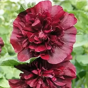 Alcea 'Chater's Maroon' 1L