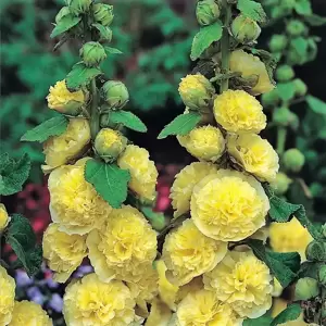 Alcea 'Chater's Yellow' 1L