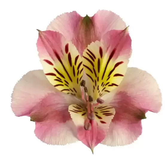 Alstroemeria Colorita 'Paola' - image 2