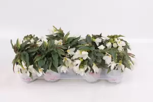 Begonia 'Beauvilia® White'