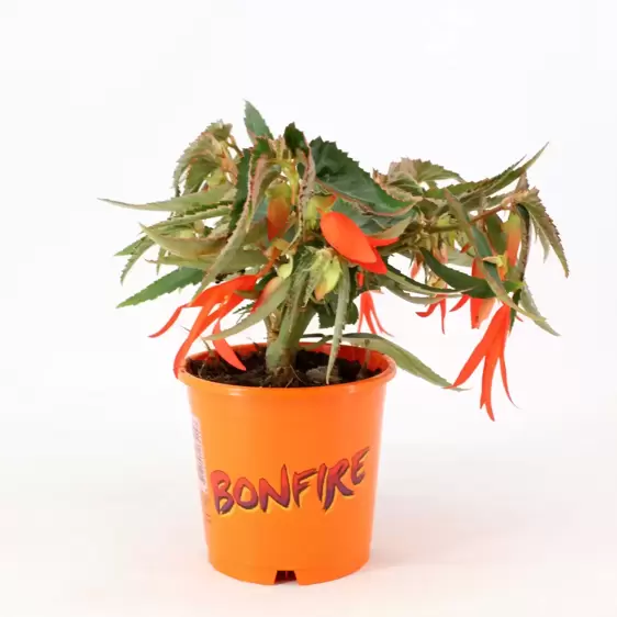 Begonia 'Bonfire' - image 4