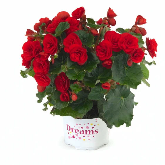 Begonia 'Carmen' - image 2