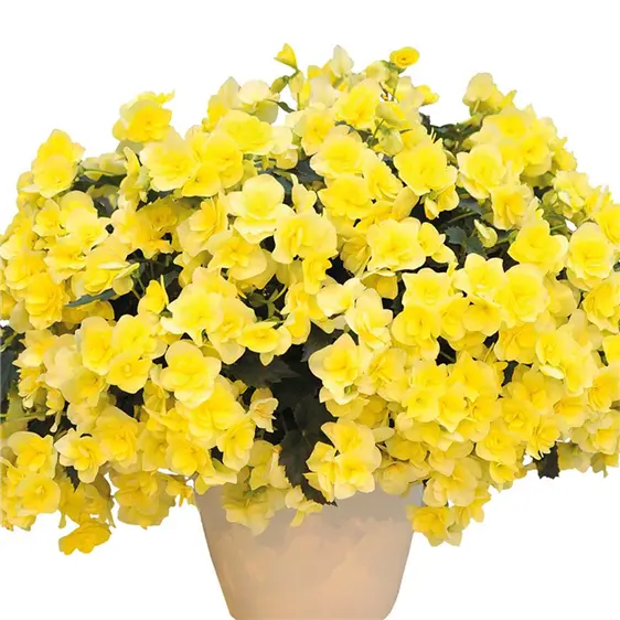 Begonia 'Sunpleasure Yellow' - image 4