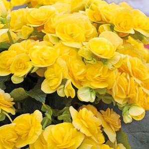 Begonia 'Sunpleasure Yellow' - image 1