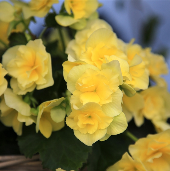 Begonia 'Sunpleasure Yellow' - image 2