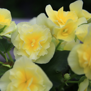 Begonia 'Sunpleasure Yellow' - image 3