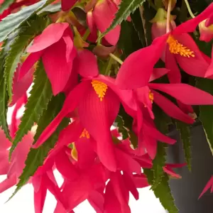 Begonia 'Waterfalls® Hot Pink' 12cm - image 1