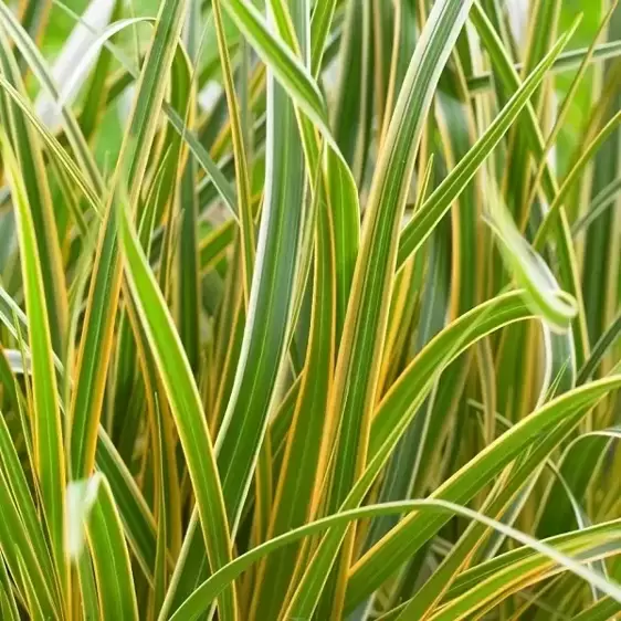 Carex morrowii EverColor® ‘Everglow’