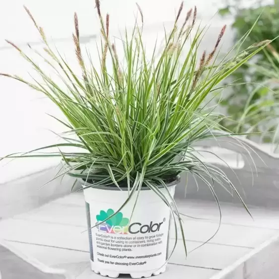 Carex oshimensis EverColor® ‘Everest’