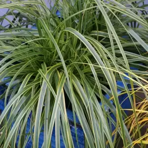 Carex oshimensis EverColor® ‘Everlime’