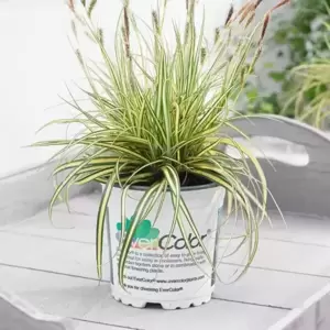 Carex oshimensis EverColor® ‘Everoro’