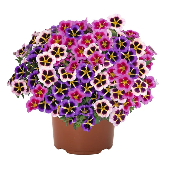 Confetti Garden™ Flower Clock - image 1