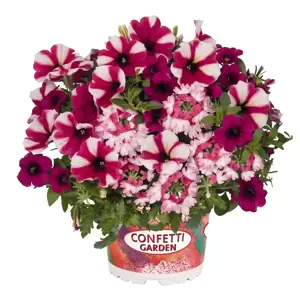 Confetti Garden™ Shocking Hot Pink - image 1