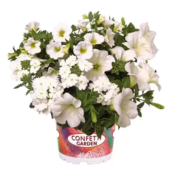 Confetti Garden™ White Win - image 1
