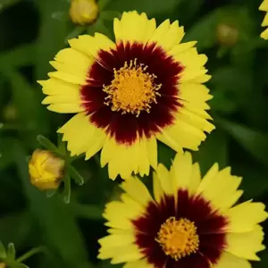 Coreopsis 'UpTick™ Yellow & Red'℗ - Photo courtesy of Walters Gardens, Inc