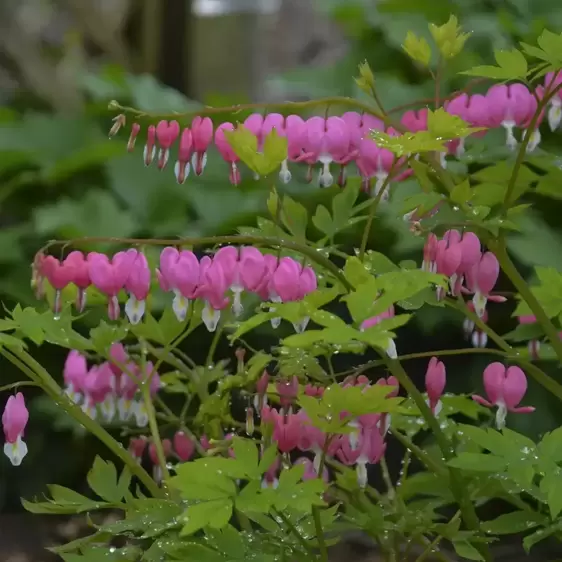 Dicentra spectablis - Photo courtesy of Walters Gardens, Inc