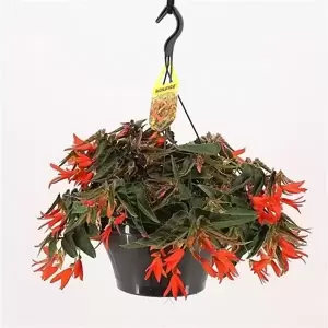 Hanging Basket Begonia 'Bonfire' - image 1