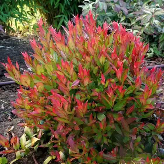 Leucothoe fontanesiana 'Little Flames' ℗ Picture Credit - Plantipp BV®