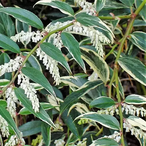 Leucothoe fontanesiana 'Whitewater' ℗ Picture Credit - Plantipp BV®