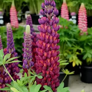 Lupinus West Country 'Masterpiece' 3L - image 1