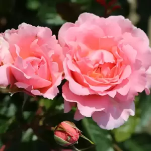 Rose 'English Miss' - FL
