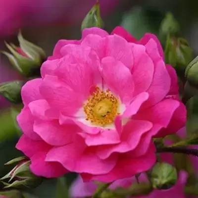 Rose 'Flower Carpet Pink' - Standard - image 1