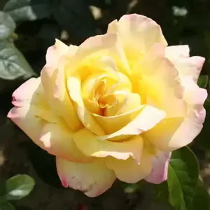 Rose 'Peace' - HT
