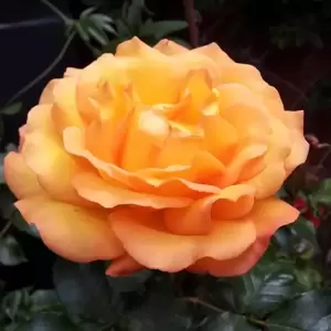 Rose 'Precious Amber' - Standard
