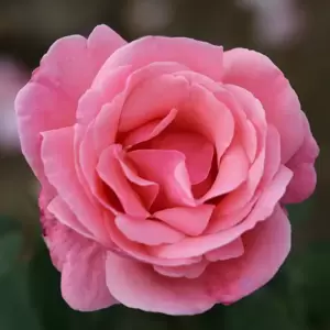 Rose 'Queen Elizabeth' - FL