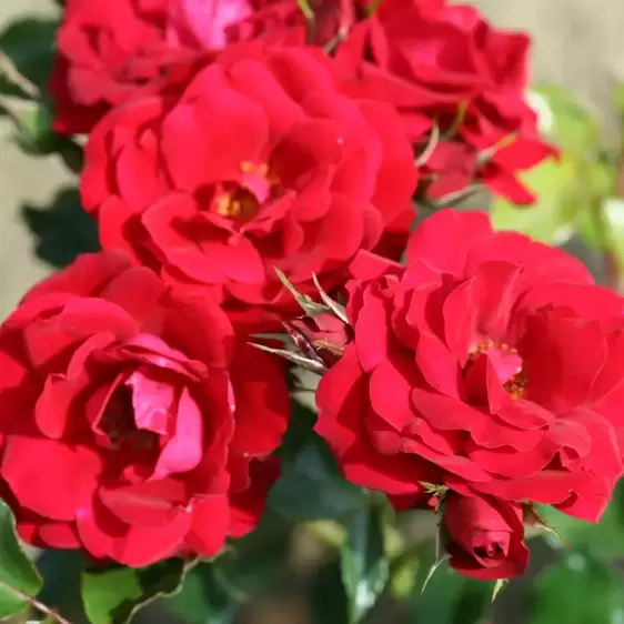 Rose 'Ruby Anniversary' - FL