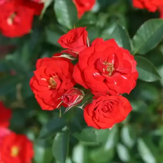 Rose 'Scarlet Patio' - Standard