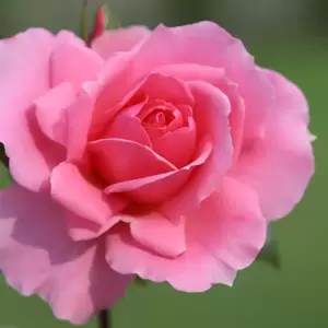Rose 'You're Beautiful' - FL