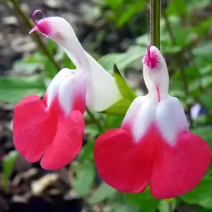 Salvia microphylla 'Hot Lips' 2L - image 1
