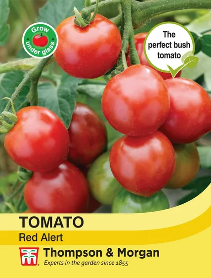 Tomato Red Alert Bush - image 1