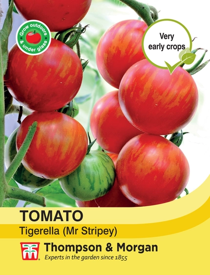 Tomato Tigerella (Mr Stripey) - image 1