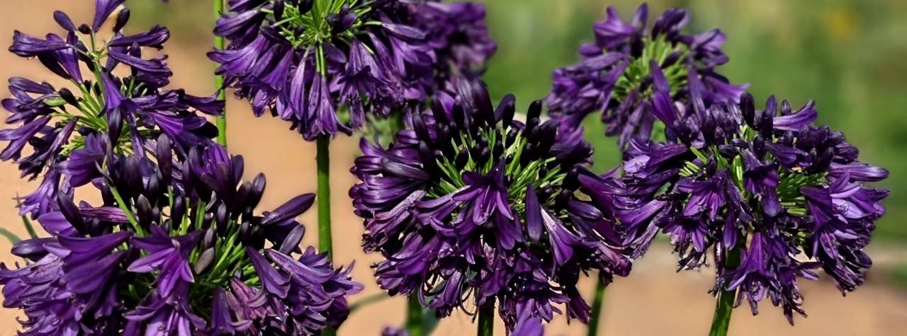 Agapanthus Black Jack