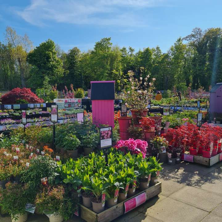 Plants at Cowell's Garden Centre