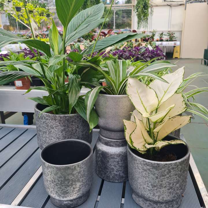 Houseplants at Cowell's Garden Centre